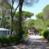 Una strada alberata in un campeggio con tende e roulotte tra gli alberi.